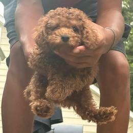 Rocco-Orange Collar - Red  male Poodle puppy in Atlanta, Georgia from Sprinkle Me Puppy