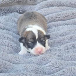 No Collar Female - Red female Pembroke Welsh Corgi puppy in Tenino, Washington from LoneStar Corgis NW