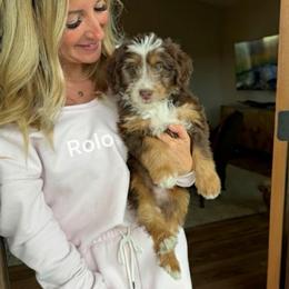 Rolo - Tri-color male Bernedoodle puppy in Yuba City, California from Ranch House Doodles