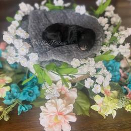 Mako - Black male Cavapoo puppy in Quitman, Mississippi from P&D Palace