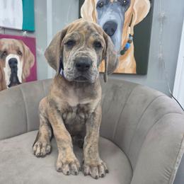 Truvy - Brindle female Great Dane puppy in Granby, Missouri from HCR Great Danes
