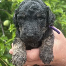 Chanterelle - Phantom male Poodle puppy in Arroyo Grande, California from Ever So Clever Poodles