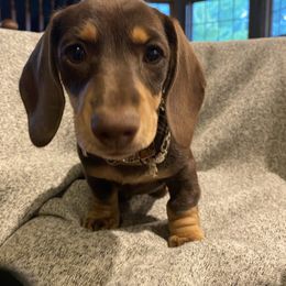 Summer - Chocolate and tan female Dachshund puppy in Frazee, Minnesota from Long Little Dog Ranch