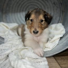 Collie Puppies from Jolly Collies
