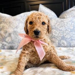 Honey - Apricot female Goldendoodle puppy in Sanford, Florida from Florida Coast Golden Doodles