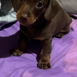 Dachshund and Poodle Puppies from Arkansas Standard Poodles & Dachshunds