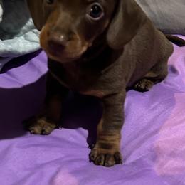 Dachshund and Poodle Puppies from Arkansas Standard Poodles & Dachshunds