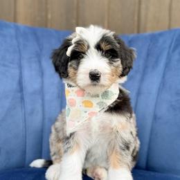 Marilla - Blue merle female Bernedoodle puppy in Bellville, Ohio from Bernedoodle Buddies