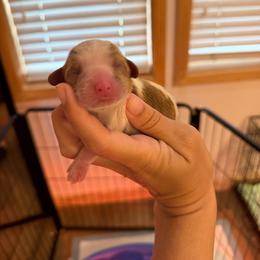 Honey - Blenheim female Cavalier King Charles Spaniel puppy in Gonzales, Texas from Veach Cavaliers & Farm