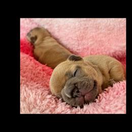 French Bulldog Puppies from Jessie's Frenchies