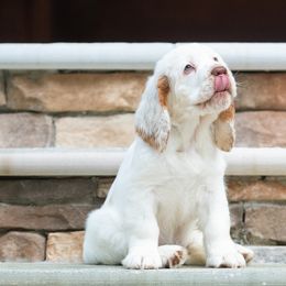 Clumber Spaniel Puppies from SunMagic Clumber Spaniels