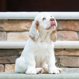 Clumber Spaniel Puppies from SunMagic Clumber Spaniels
