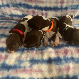 German Shorthaired Pointer and Jack Russell Terrier Puppies from Ivy Creek Kennels