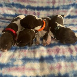 German Shorthaired Pointer and Jack Russell Terrier Puppies from Ivy Creek Kennels