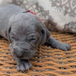 Kane - Blue male Weimaraner puppy in Evart, Michigan from Drehbar Weimaraners