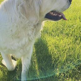Golden Retrievers from Candy Mountain Creams