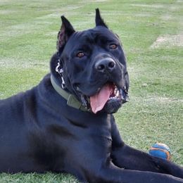 Cane Corso from WesCo Kennels