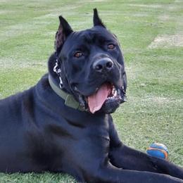 Cane Corso from WesCo Kennels