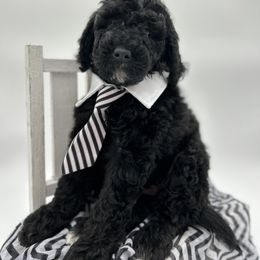 Theodore - Black and white male Aussiedoodle puppy in Nebraska from Nosie Posie