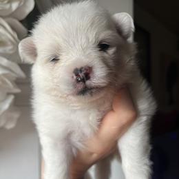 Vanessa - White female Pomeranian puppy in St. Louis, Missouri from Saint Louis Pomeranian babies