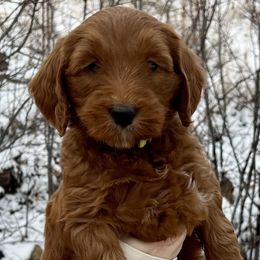 Yellow Female - Apricot female Goldendoodle puppy in Great Falls, Montana from Montana Goldendoodles