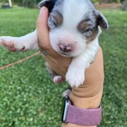 Mint Chip - Blue merle male Miniature Australian Shepherd puppy in Sonora, California from Quarle Ranch Mini Aussies