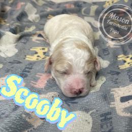 Scooby - Brown and white male Cockapoo puppy in Anniston, Alabama from Mason Farmhouse Poodles, Doodles & Poos (Breeding & Stud Services)