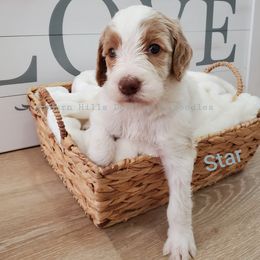 Goldendoodle Puppies from Auburn Hills Doodles & Poodles