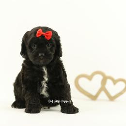 Reign (Red Collar) - Black male Cavapoo puppy in Republic, Missouri from Red Skye Puppies