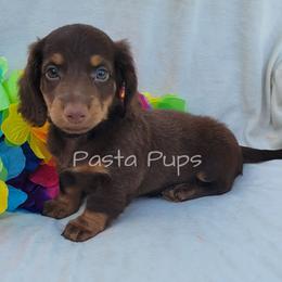 AKC Peanut - Chocolate and tan male Dachshund puppy in Texarkana, Arkansas from Pasta Pups Miniature Dachshunds