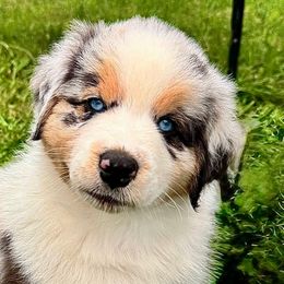 Mordecai - Blue merle male Australian Shepherd puppy in Silverdale, Pennsylvania from Bedtime Story Australian Shepherds
