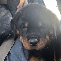Yellow - Cider - Black and mahogany female Rottweiler puppy in Crothersville, Indiana from The Solid Rock Kennel