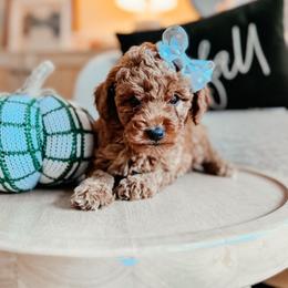 Magnolia - Red  female Goldendoodle puppy in Alamance County, North Carolina from Doodle Squad Puppies