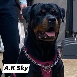 Sky - Rottweiler