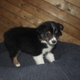 Australian Shepherd and Miniature Australian Shepherd Puppies from The Great Bambino SunState Aussies!
