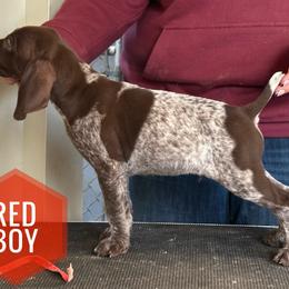 Red Boy - Liver roan male German Shorthaired Pointer puppy in Dearborn, Missouri from Hardwood Kennels
