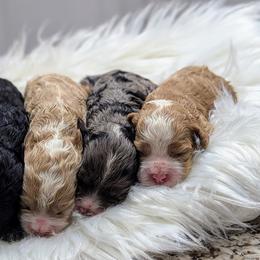 Cockapoo Puppies from Utah Cocker Spaniels