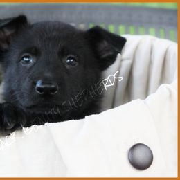 German Shepherd Puppies from Black Beauty Shepherds
