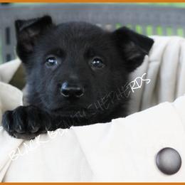 German Shepherd Puppies from Black Beauty Shepherds