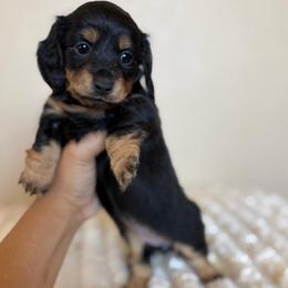 Hazel - Black and cream female Dachshund puppy in Menifee, California from TeenieWeenieDoxies