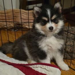 Corey - Tri-color male Pomsky puppy in Elgin, Oregon from Kenna'z Kuddly Pomskiez