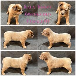 Female 01 - Red speckled female Australian Cattle Dog puppy in Sheridan, Oregon from 6pk Cattledogs