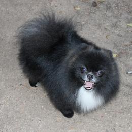 Connor - Pomeranian