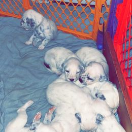 Dalmatian Puppies from A’s Spots & Dots Dalmatians
