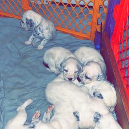 Dalmatian Puppies from A’s Spots & Dots Dalmatians