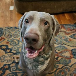 Loki - Weimaraner