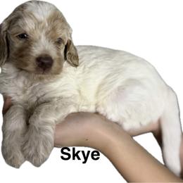 Girl 1 Skye - Parti female Goldendoodle puppy in Newark, Ohio from Valleydayle Doodles and Wheatens