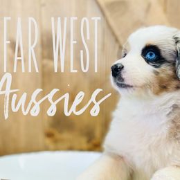 Australian Shepherds and Miniature Australian Shepherds from Far West Aussies