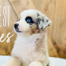 Australian Shepherds and Miniature Australian Shepherds from Far West Aussies