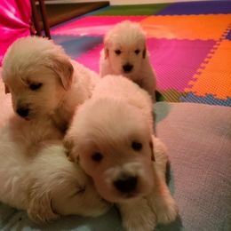Golden Retriever Puppies from Carlins Goldens